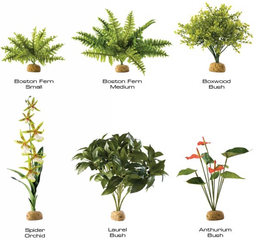 Exo Terra Rainforest Ground Plants